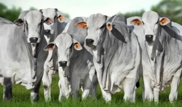 Encerramento da Prova de Ganho de Peso celebra evolução genética da pecuária tocantinense