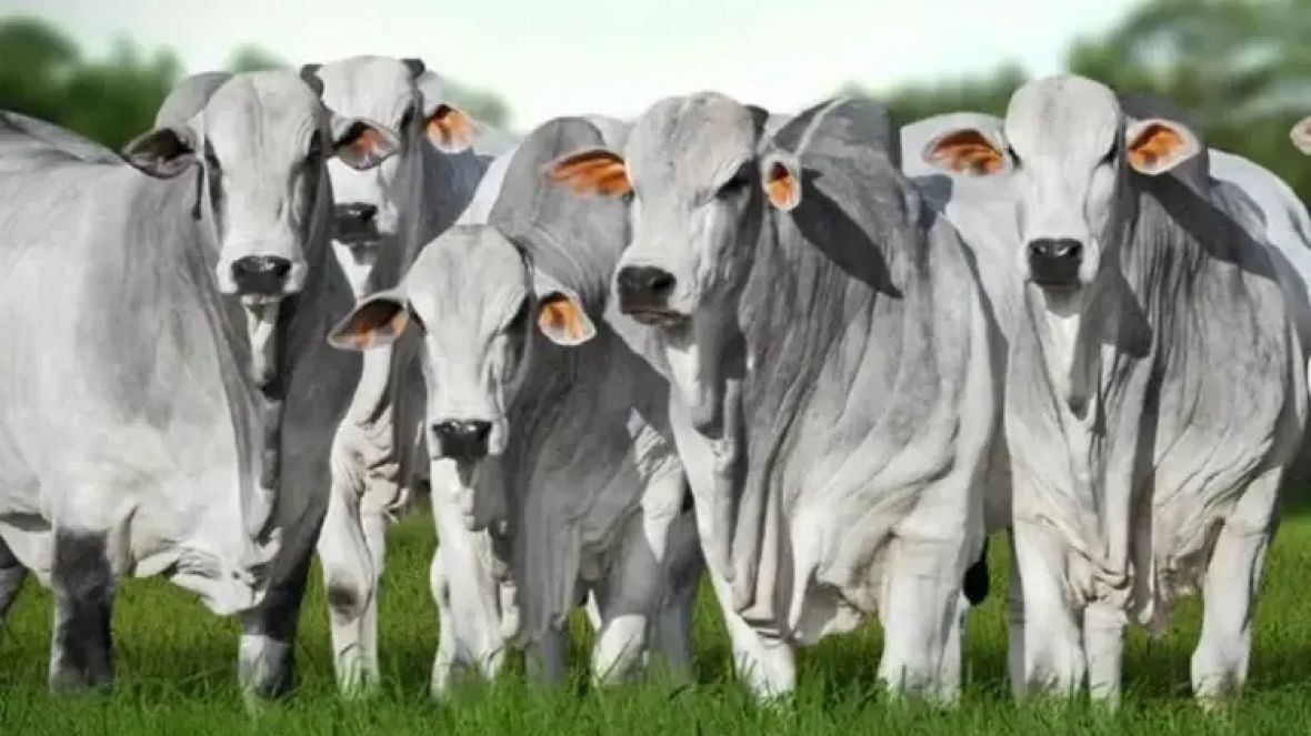 Encerramento da Prova de Ganho de Peso celebra evolução genética da pecuária tocantinense