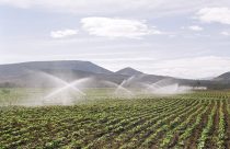 Projetos de irrigação no Oeste Baiano alcançam R$ 633 milhões em valor bruto de produção