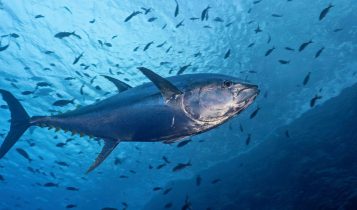 Dia do Atum: Descubra por que o peixe conquistou um dia só seu há nove anos