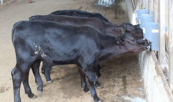 Bezerros geneticamente editados nascem pela primeira vez no Brasil