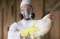 Alerta de gripe aviária em 2025 pressiona por mais tecnologia na biossegurança do transporte animal
