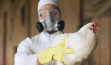 Alerta de gripe aviária em 2025 pressiona por mais tecnologia na biossegurança do transporte animal