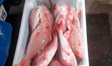 Multa de R$ 140 mil é aplicada por pesca ilegal de pargo
