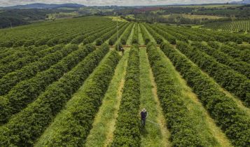 Nova variedade de café resistente ao calor aponta caminho para o futuro da produção