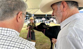 Búfala leva o bicampeonato da Fenasul Expoleite na raça Mediterrânea