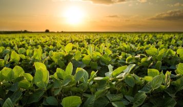 Bionematicida reduz em até 65% número de nematoides em lavouras