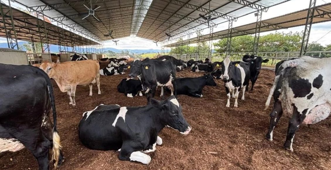 Inspirado pela Europa, mineiro transforma produção e multiplica volume de leite em quase 10 vezes