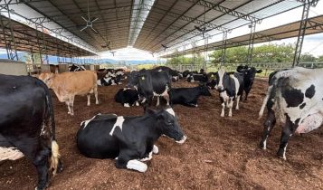 Inspirado pela Europa, mineiro transforma produção e multiplica volume de leite em quase 10 vezes