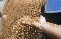 Caramuru Caramuru Alimentosvai investir R$ 251 milhões em novo projeto conjunto com a 3Tentos