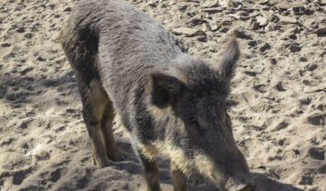 Invasão de porcos selvagens coloca lavouras de milho em risco no Centro-Oeste