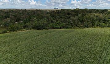 Lei do Licenciamento Ambiental aprovada: fim da burocracia na cadeia da soja?