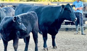 Parceria Sossego, La Coxilha e Recalada vence Grande Campeonato Angus