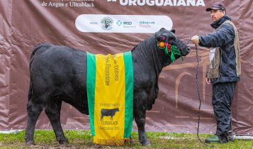 Rincon brilha nas pistas do Angus e do Ultrablack