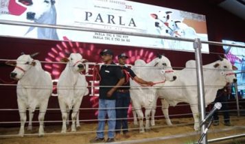 Legado de Parla FIV AJJ alcança nova valorização e atinge marca recorde de R$ 27,3 milhões