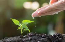 MyCarbon, BB e Brandt firmam acordo para agricultura regenerativa
