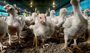 Suspeita de gripe aviária em granja comercial de Santa Catarina é descartada após investigação