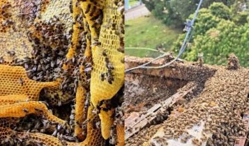 Colmeia gigante com 100 mil abelhas é descoberta no telhado de escola; veja as imagens