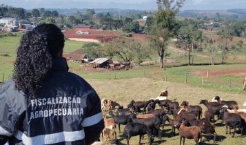 Cavalos são encontrados mortos de forma brutal e crime segue sem solução