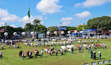 Confira os resultados dos campeonatos Matriz Modelo e Modelo Frigorífico
