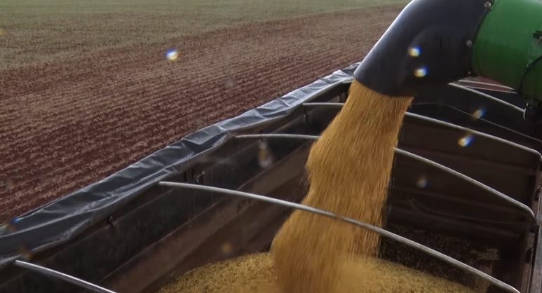 Vazio sanitário da soja começa hoje em MT; saiba por que a pausa é vital para a produção