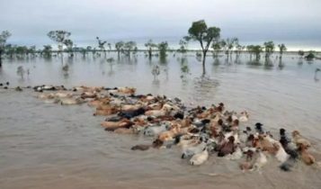 Tragédia: Inundação histórica mata mais de 140.000 bovinos na Austrália; vídeo
