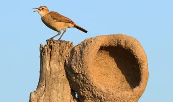 Gripe aviária: confirmado novo foco em ave silvestre no RS