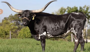 longhorn