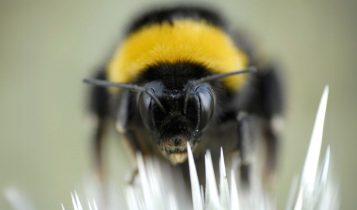 Brasil deve se preparar para nova espécie invasora em potencial