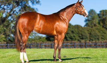 Ana Dantas Ranch leva ao Mega Race um leilão de pura velocidade e genética de campeões