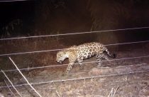 Cerca elétrica “educativa” reduz ataque de onça em 83% e vira aliada de fazendeiros no Pantanal