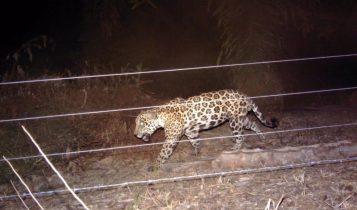 Fazendeiro salva vacas do ataque de onça-pintada e vídeo mostra como