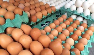 MG descarta preventivamente 450 toneladas de ovos férteis vindos do RS