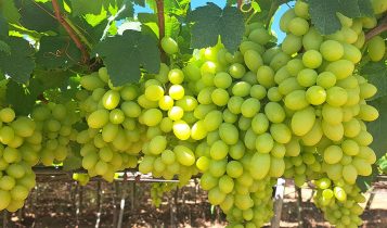 Nova cultivar de uva branca sem sementes reduz em 50% o custo de mão de obra do cultivo no Semiárido