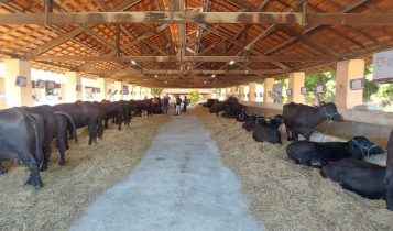 ABCB destaca búfalos na Megaleite com exposição técnica e comemoração dos 65 anos