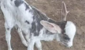 Cruzamento de vaca com jumento? Bezerra nasce com orelhas gigantes intriga pecuaristas