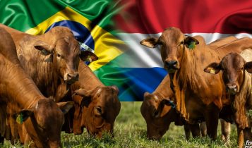 Boran Paraguay exportando genetica brasil