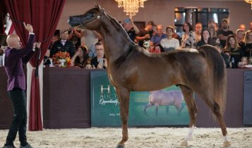 Brasil vai sediar Campeonato Mundial do Cavalo Árabe com prêmios de quase R$ 2 milhões