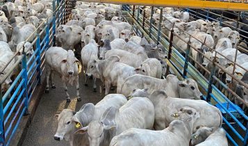 Circuito Nelore de Qualidade 2025 e PMGZ Carne fazem parceria para fortalecer genética Nelore PO e sua contribuição para produção de carne com eficiência e qualidade