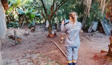 Quarentena da gripe aviária chega ao fim no RS após ações rigorosas e sistemáticas da vigilância sanitária