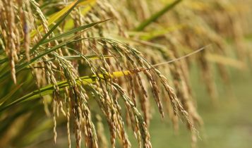 Federarroz solicita utilização da taxa da orizicultura para acessar novos mercados consumidores