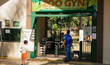 Agrodefesa informa que está investigando caso suspeito de gripe aviária em Goiás