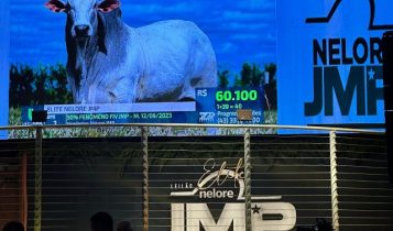Recordista mundial da raça nelore, touro Fenômeno alcança valorização de R$ 4,8 milhões; vídeo