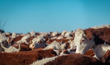 Gira Internacional Hereford confirma importância da raça no Mercosul