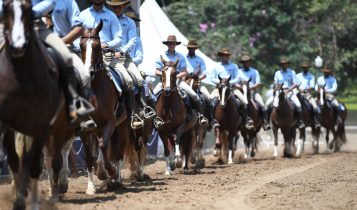 47ª Exposição Nacional do Cavalo Mangalarga será em julho no Jockey Club de São Paulo