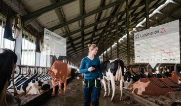 Nova tecnologia detecta claudicação em vacas de forma precoce com uso de inteligência artificial