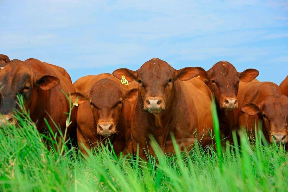 O segredo do taurino que garante 100% de heterose e revoluciona o cruzamento industrial no Brasil