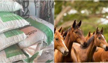 Ração suspeita de contaminação pode ter matado quase 30 cavalos