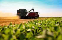 Manejo nutricional no Matopiba: a estratégia para blindar a produtividade contra o estresse térmico