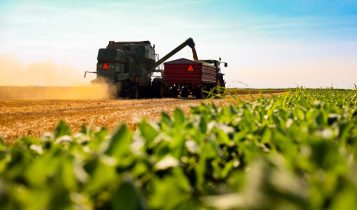 Manejo nutricional no Matopiba: a estratégia para blindar a produtividade contra o estresse térmico